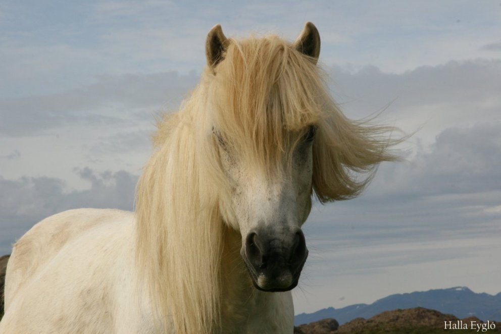 Yfirlitssýning 1. ágúst hollaröðun