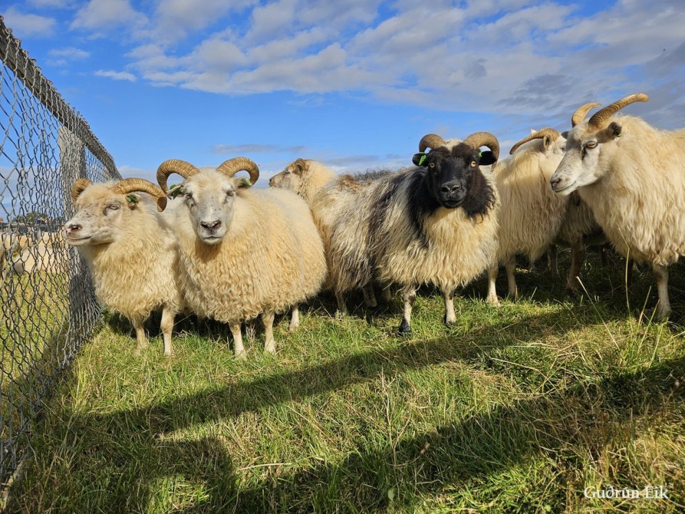 Tilboð á þokugensgreiningum