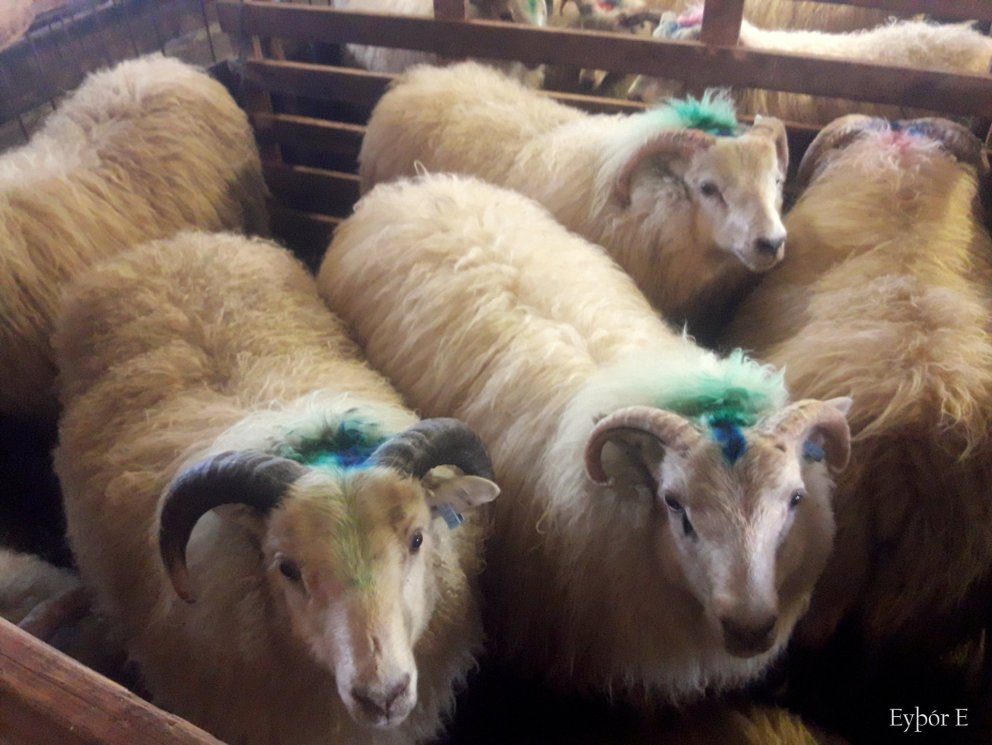 Gott framboð lambhrúta með verndandi og mögulega verndandi arfgerðir