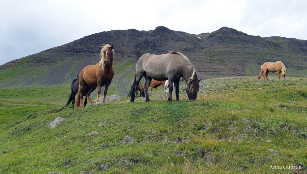 Tólf bú tilnefnd sem ræktunarbú ársins 2025