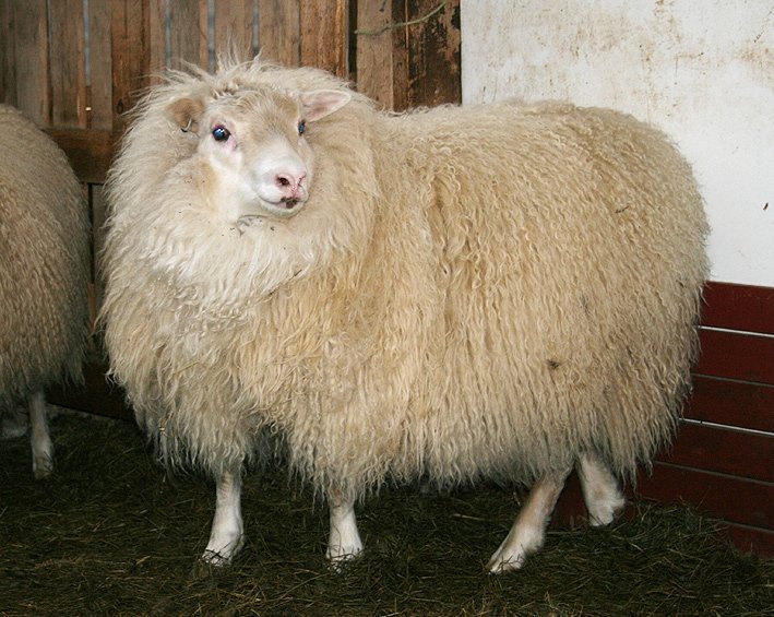 Riðuarfgerðargreiningar – síðasti skiladagur 1. des!