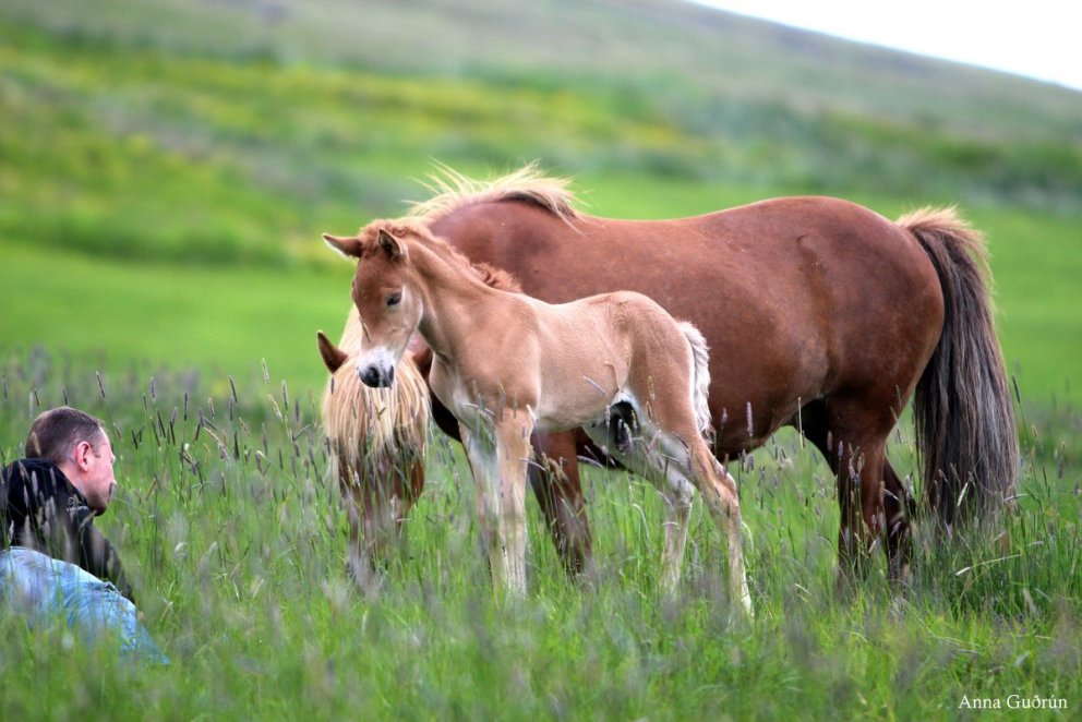 Skýrsluhald WF - hvaða feður eiga flest folöld?