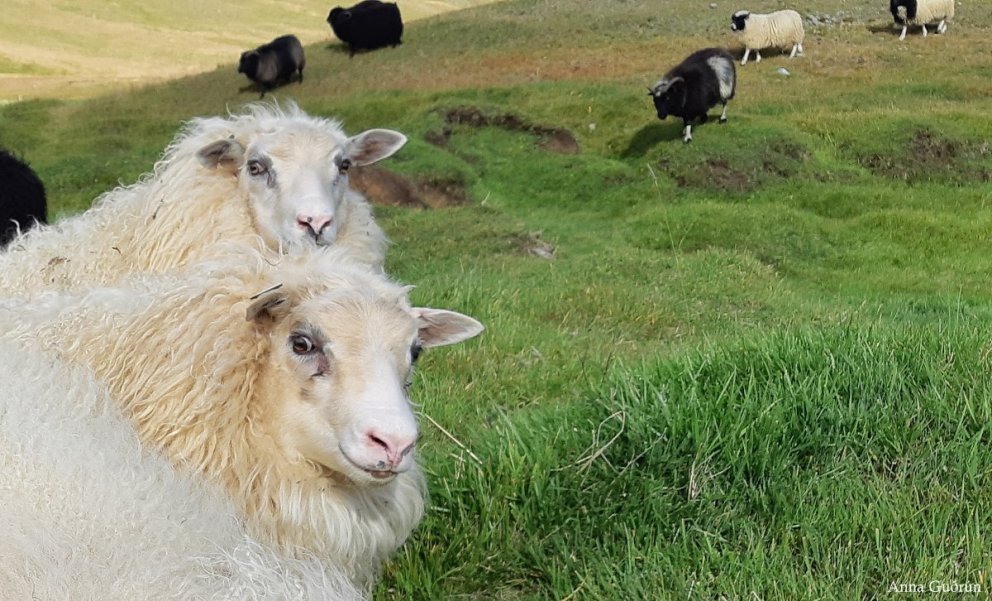 Afkvæmarannsóknir á hrútum 2025 – framkvæmdar af bændum