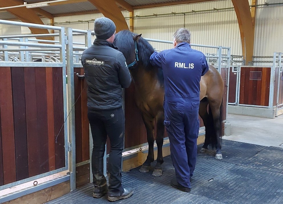 Enn þarf að fresta skráningum á kynbótasýningar - opnað verður þriðjudaginn 5. maí kl. 9:00