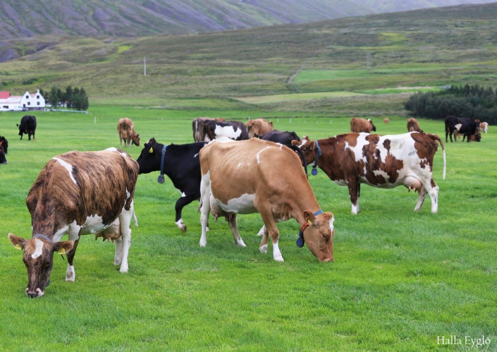 Afkoma mjólkurframleiðenda 2022-2024