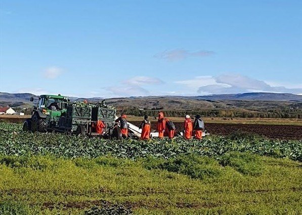 Umsóknir um jarðræktarstyrki í garðyrkju