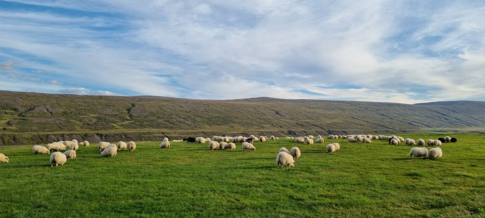 Hefur þú áhuga á að vinna við sauðfjárdóma?