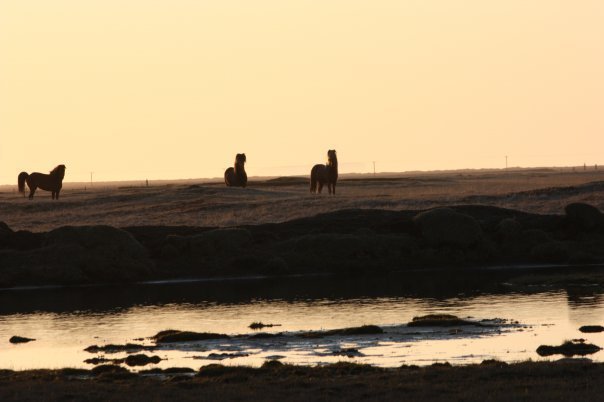 Röðun kynbótahrossa á Landsmóti 2022