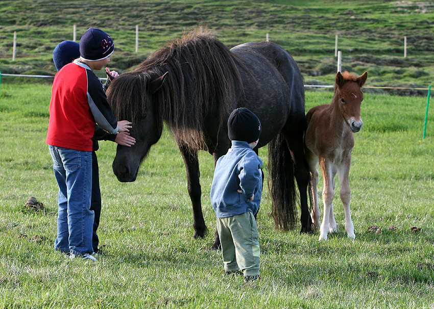 Hollaröðun kynbótahrossa Hólar seinni vika