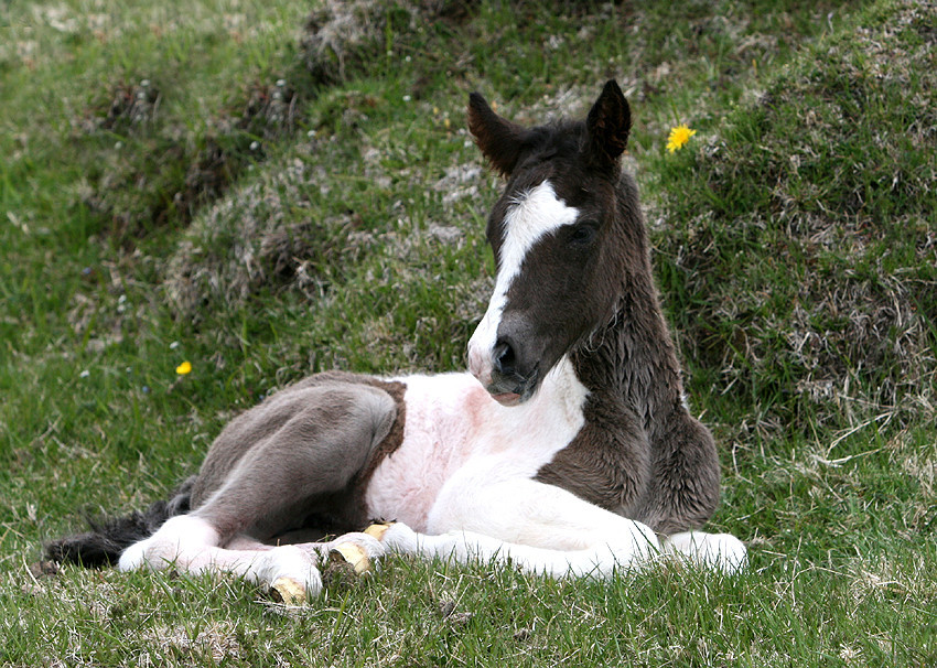 Röðun hrossa á Hólum, fyrri viku, 05.-08. júní