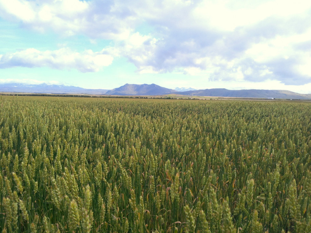 Tækifæri í kornrækt - Bændafundur RML & LbhÍ