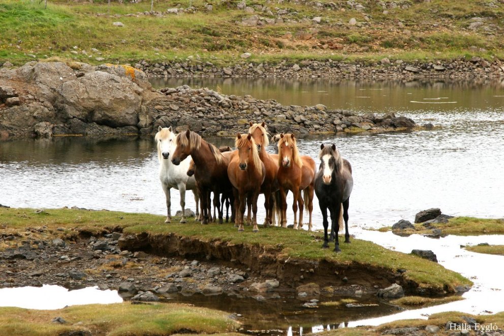 Fjórðungsmót og Heimsmeistaramót íslenska hestsins 2025