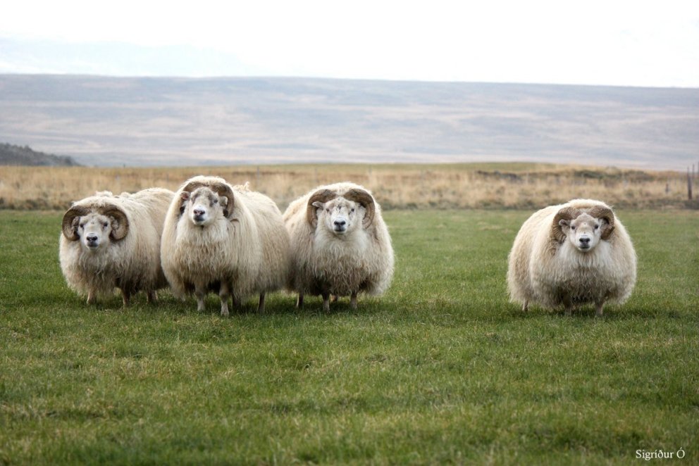 Ætlar þú að kaupa hrút í haust?