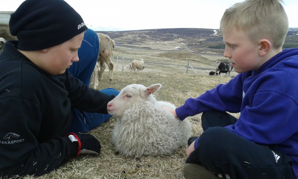 Afkvæmarannsóknir í sauðfjárrækt