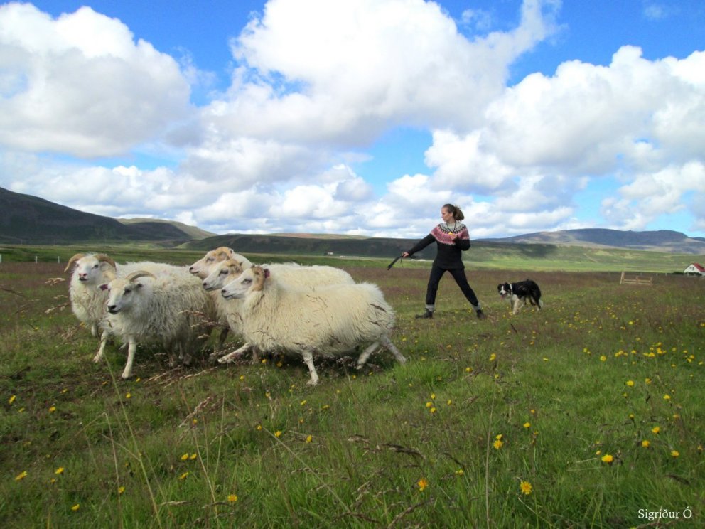 Pöntun á sýnatökubúnaði og fyrirkomulag hvatastyrkja vegna riðuarfgerðargreininga 2025