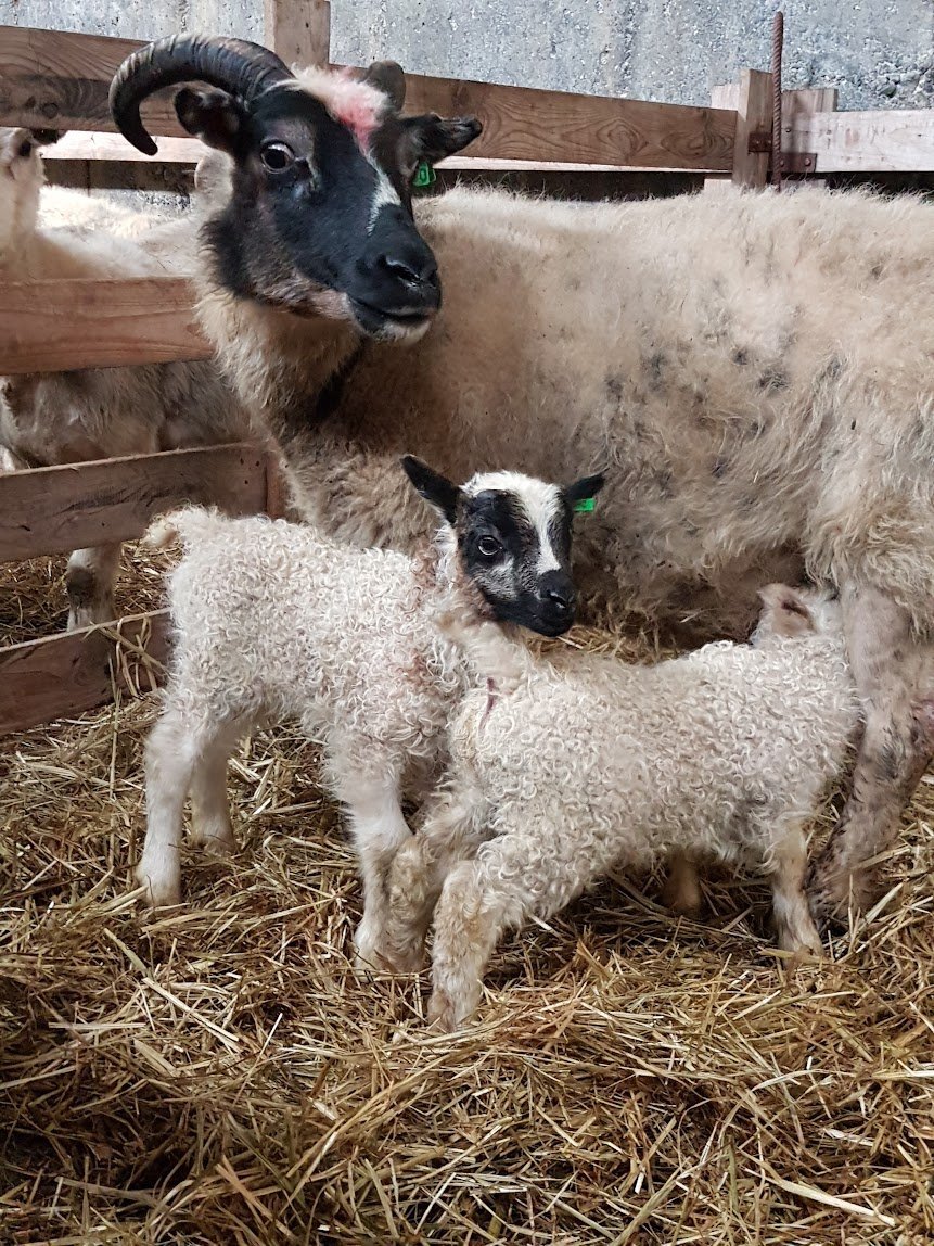Tafir á afgreiðslu pantana á sýnatökuhylkjum