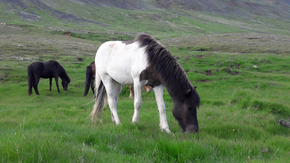 Hollaröðun Hólar - síðsumarssýning kynbótahrossa