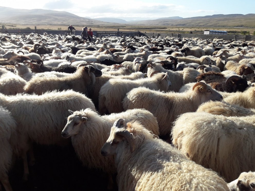 Opinn fagráðsfundur – fagfundur sauðfjárræktarinnar