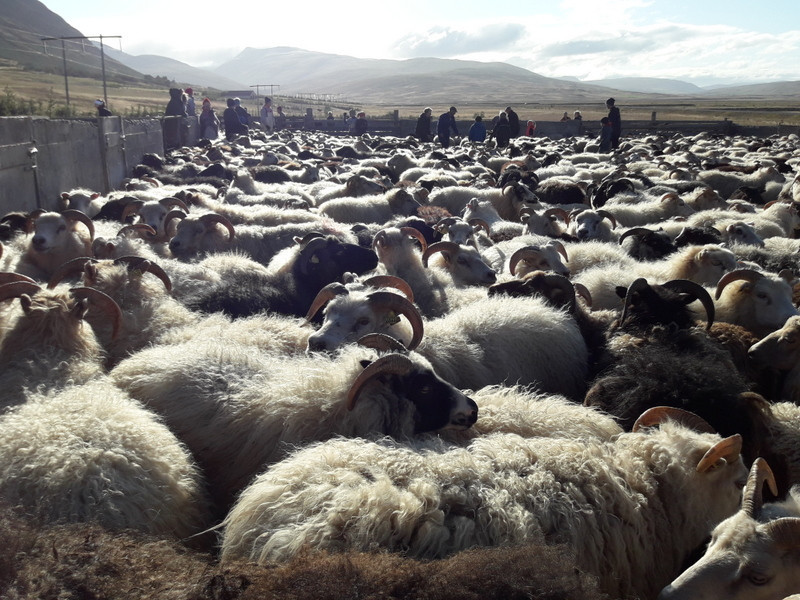 Opinn fagráðsfundur í sauðfjárrækt