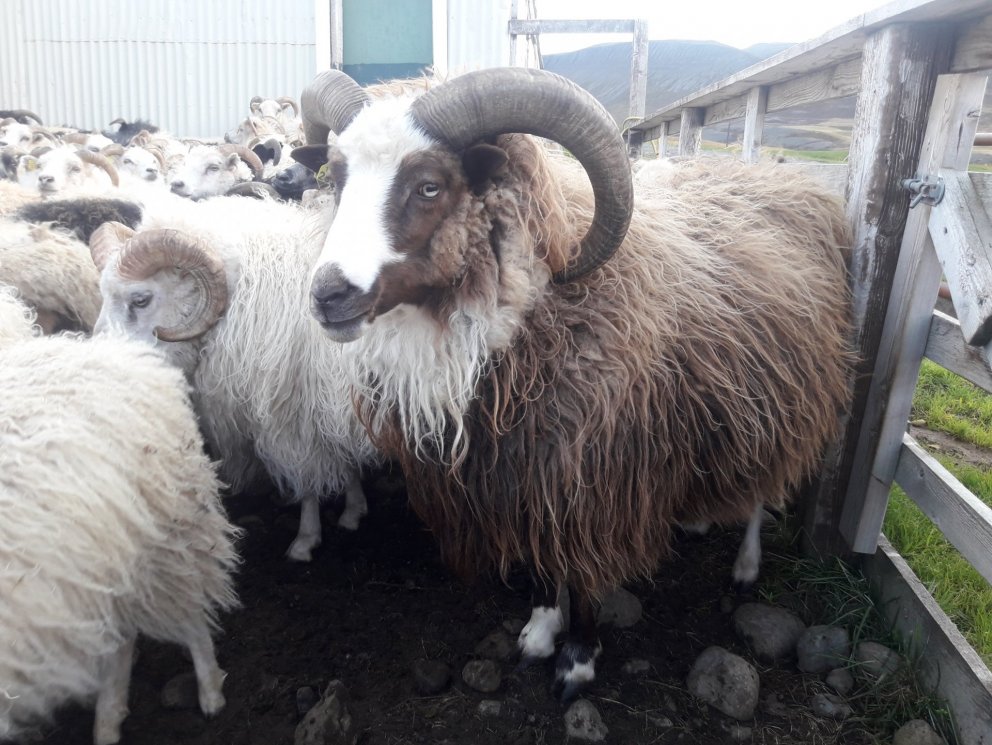 Hrútafundir hefjast miðvikudaginn 21. nóv