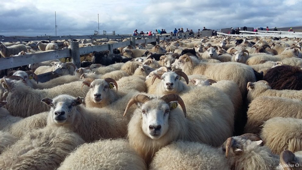 Ný gripaleit í Fjárvís.is