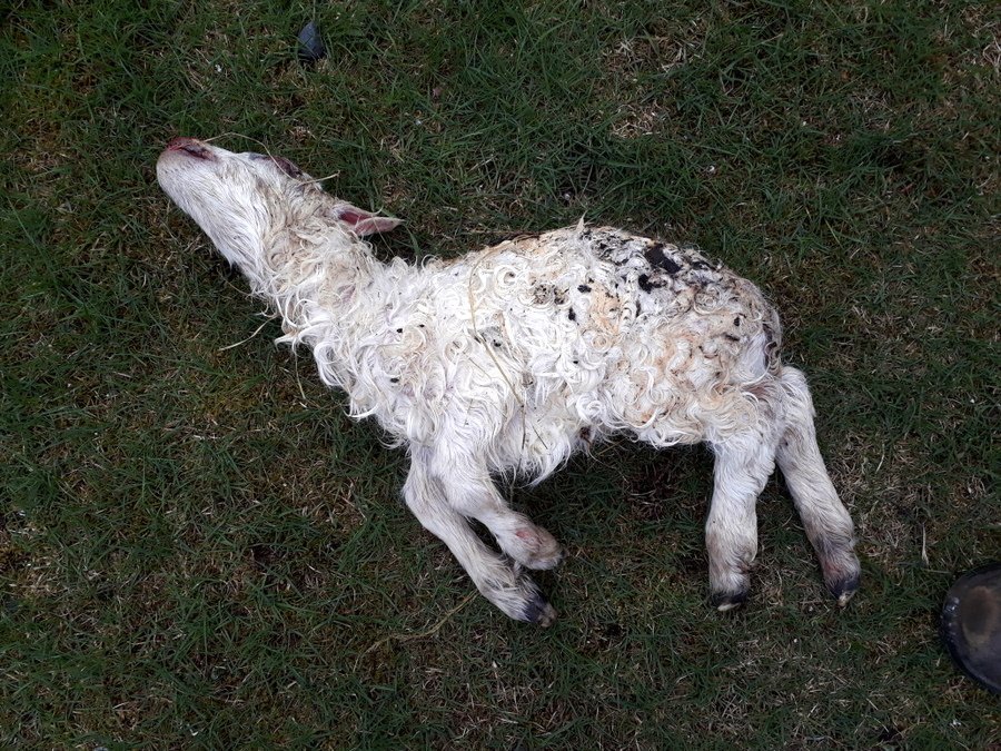 Vansköpuð lömb – erfðagallar