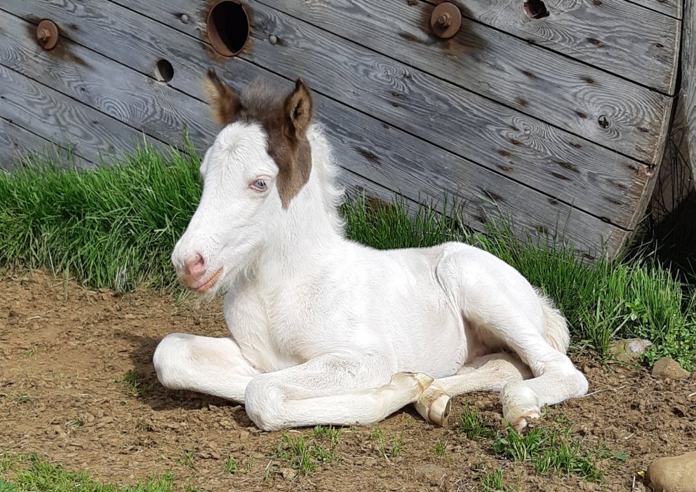 Yfirlit á Hólum 19.06. - hollaröðun