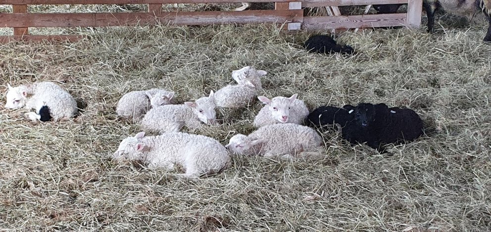 Kynbótamat fyrir frjósemi