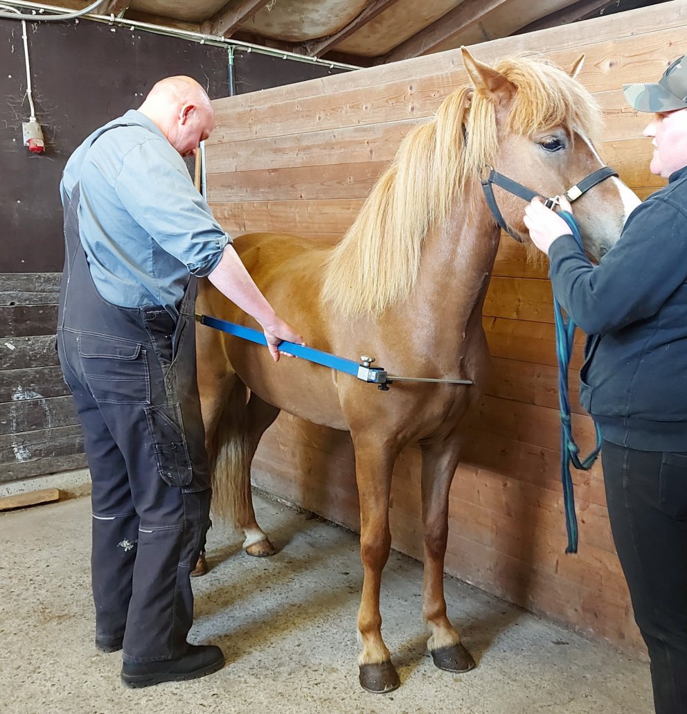 Skráningar á kynbótasýningar vorsins
