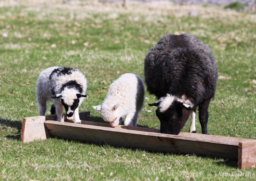 Notendur Fjárvís athugið