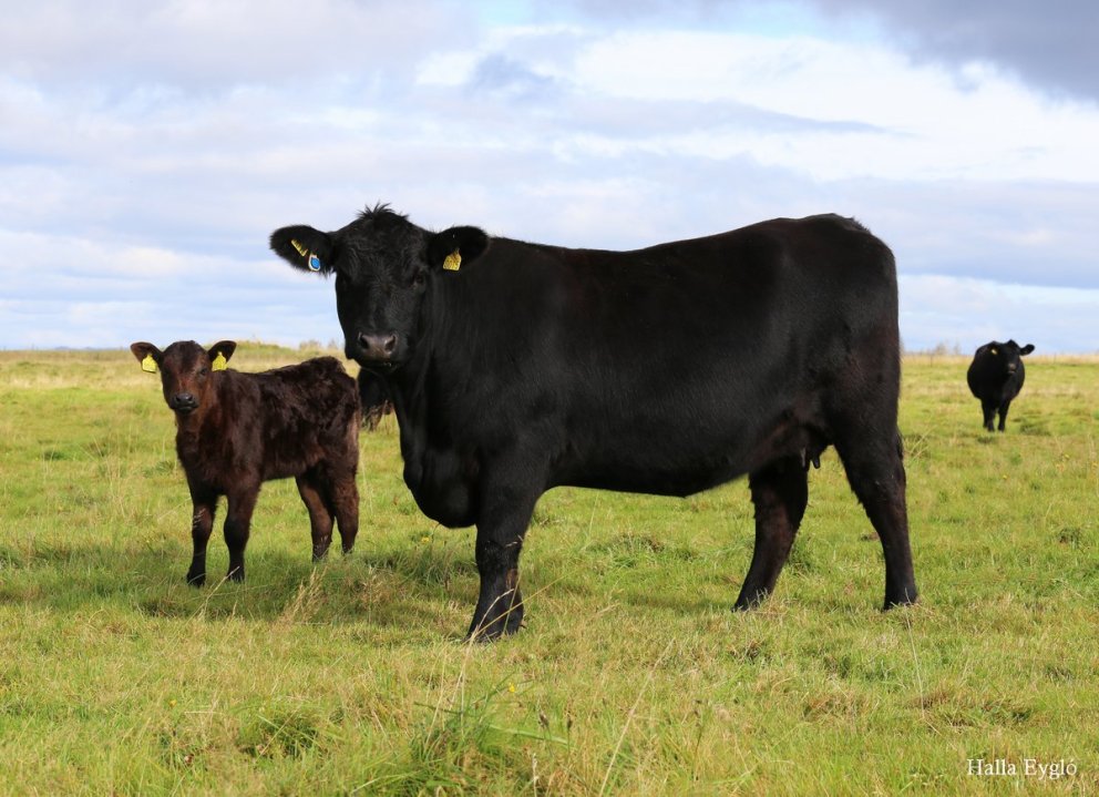 Áhrif mismunandi kornskammta á vaxtarhraða holdablendinga - ný skýrsla RML