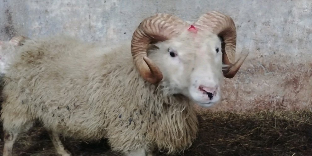 Fyrsti T137 hrúturinn fundinn á Stóru-Hámundarstöðum