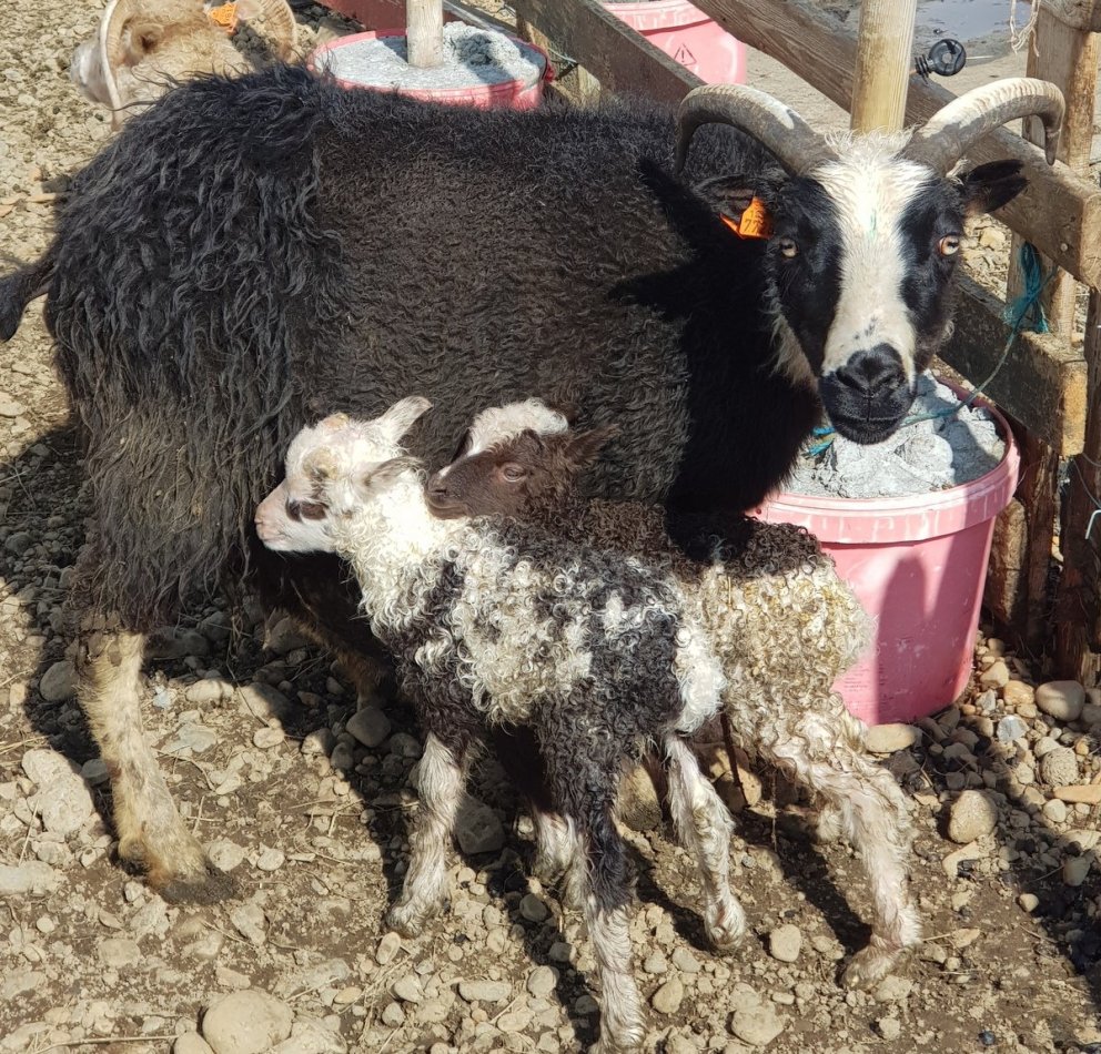 Upplýsingar um forystufé hafa verið uppfærðar í Fjárvís