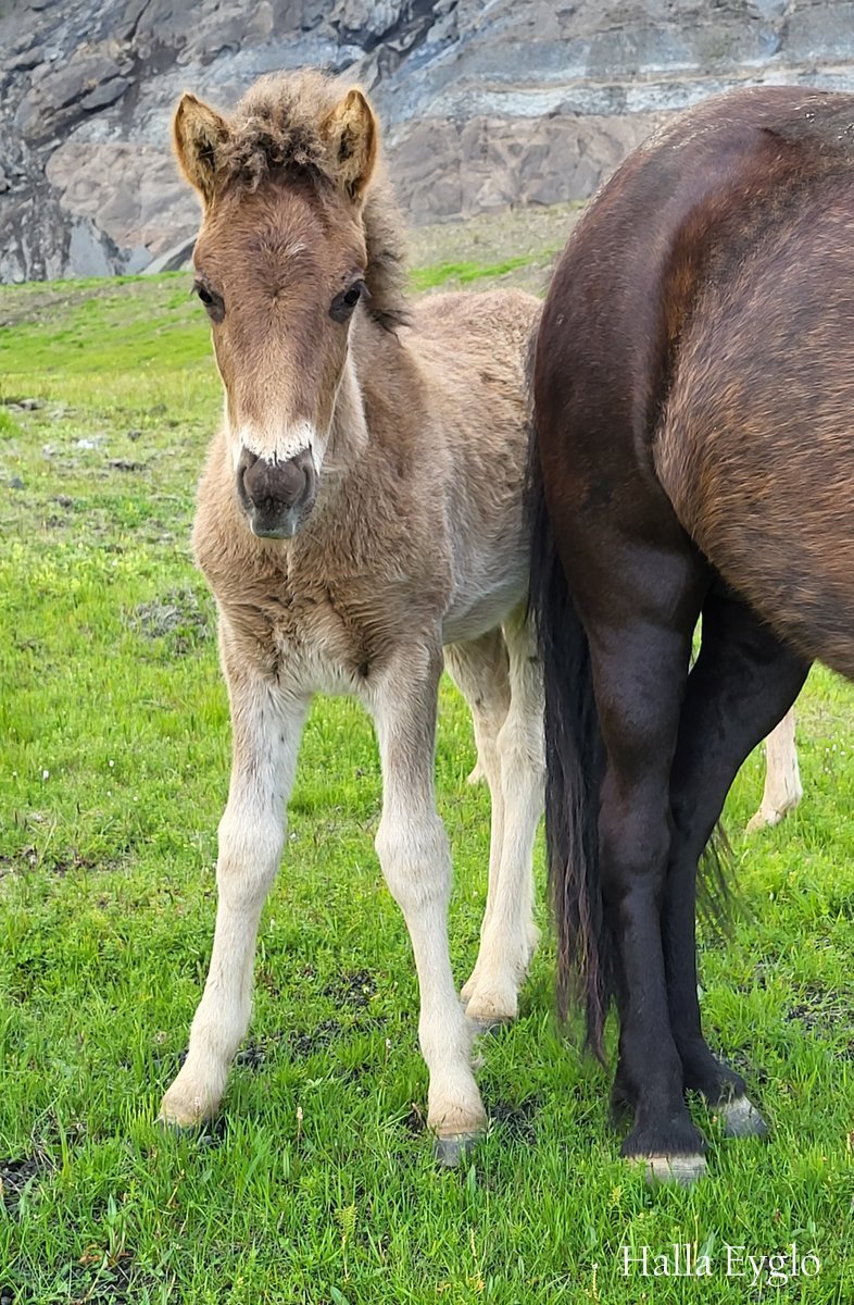 Nýtt skýrsluhaldsár í hrossarækt hefst 1. apríl
