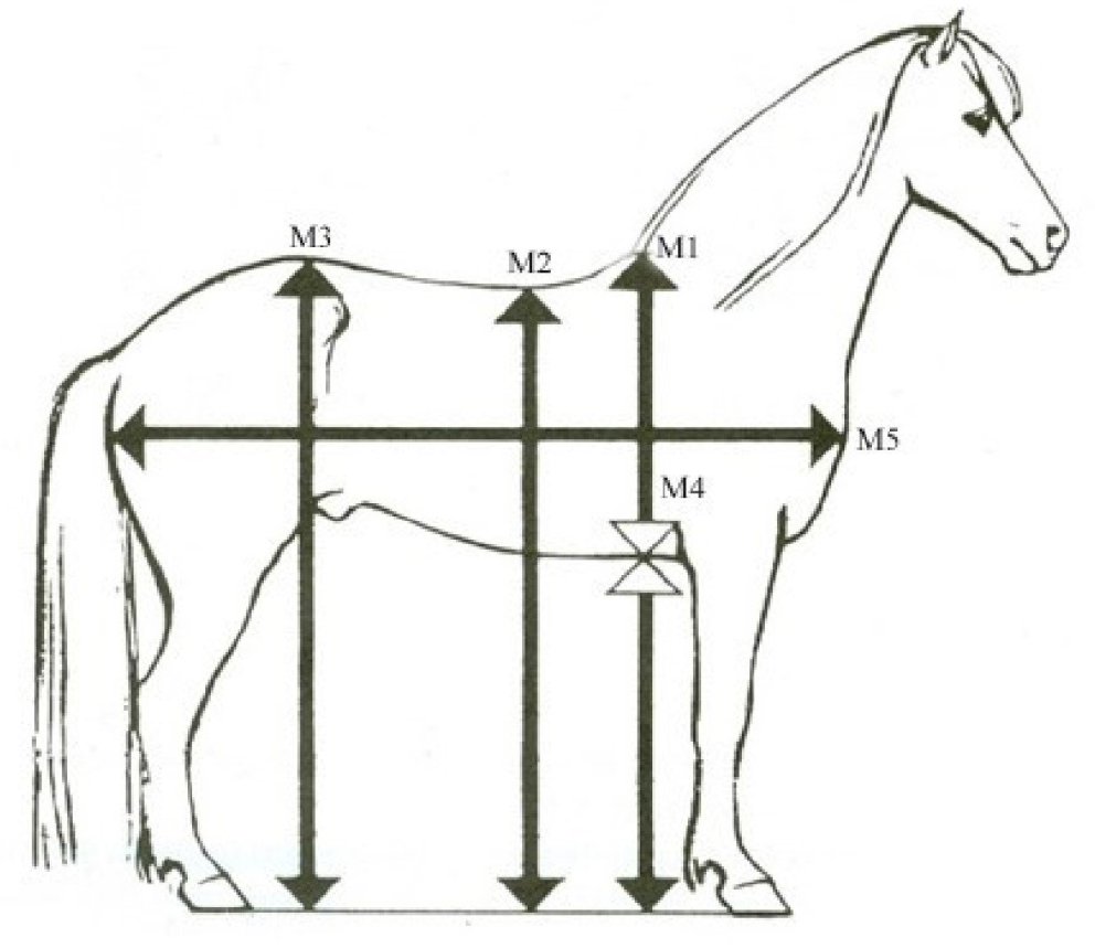 Hrossamælingar – ný þjónusta