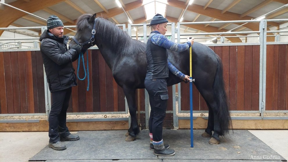 Röðun hrossa á Rangárbökkum 27. til 31. maí