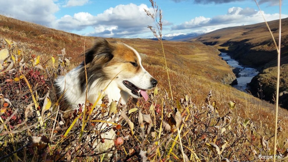 „Bliknar í mýri brokið“