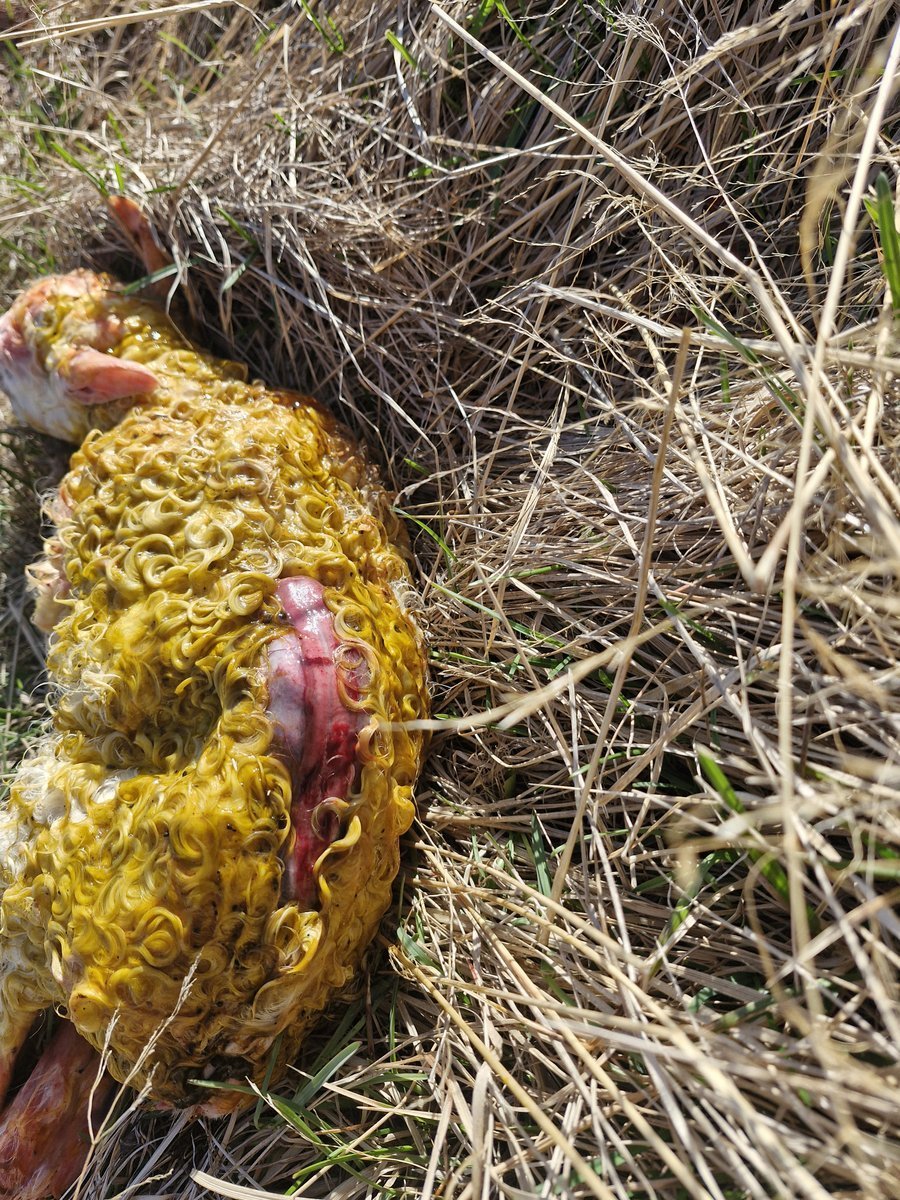 Erfðagallar og grunsamlegir stöðvahrútar