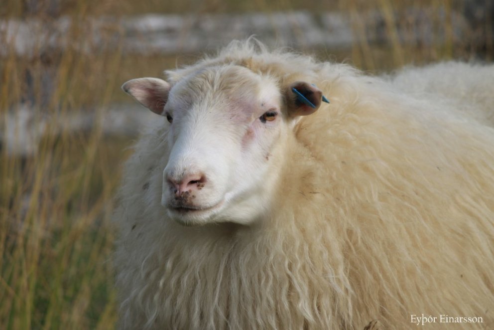 Gimsteinn - Nýr ráðgjafarpakki í sauðfjárrækt vegna innleiðingar á verndandi arfgerðum