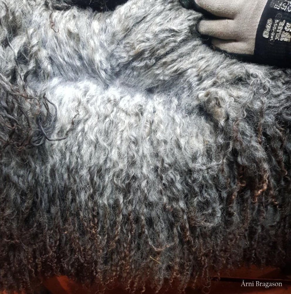 Feldfé í Fjárvís