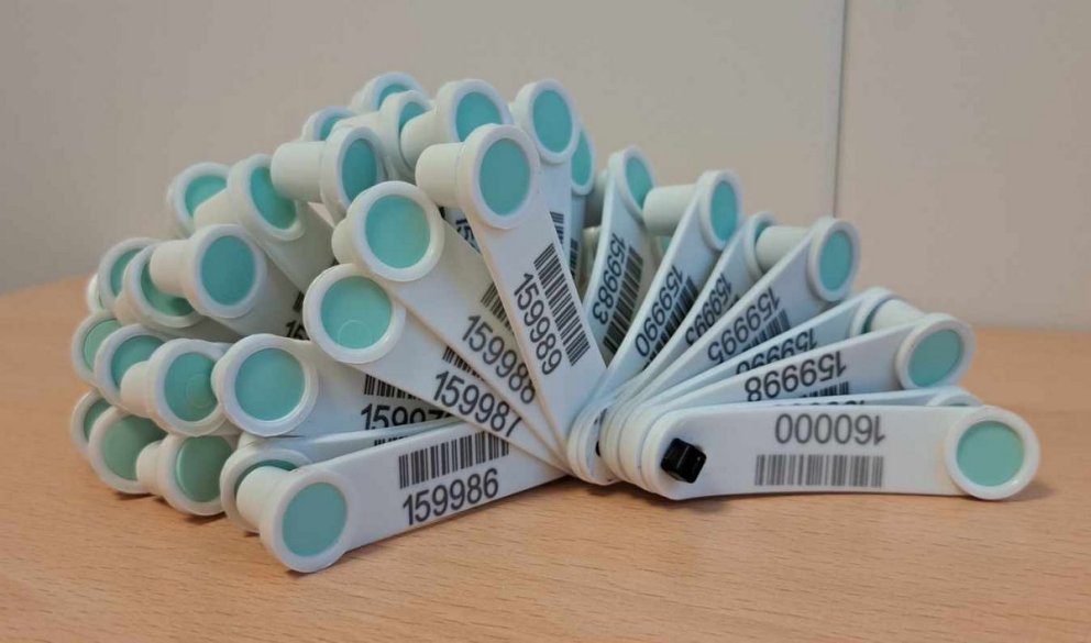 Eru allir ásettir hrútar komnir með arfgerðargreiningu?