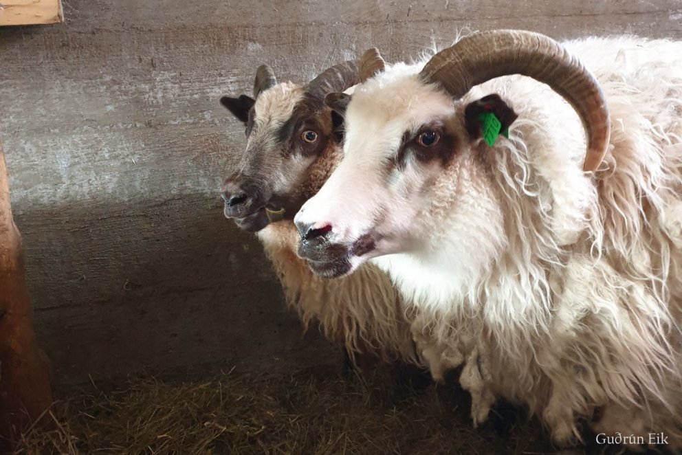 Breytingar á sæðinga- og fangskráningu