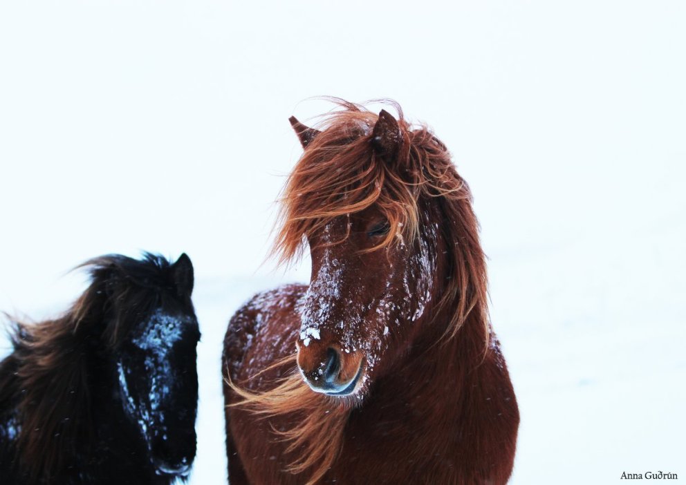 Kynbótasýningar 2025