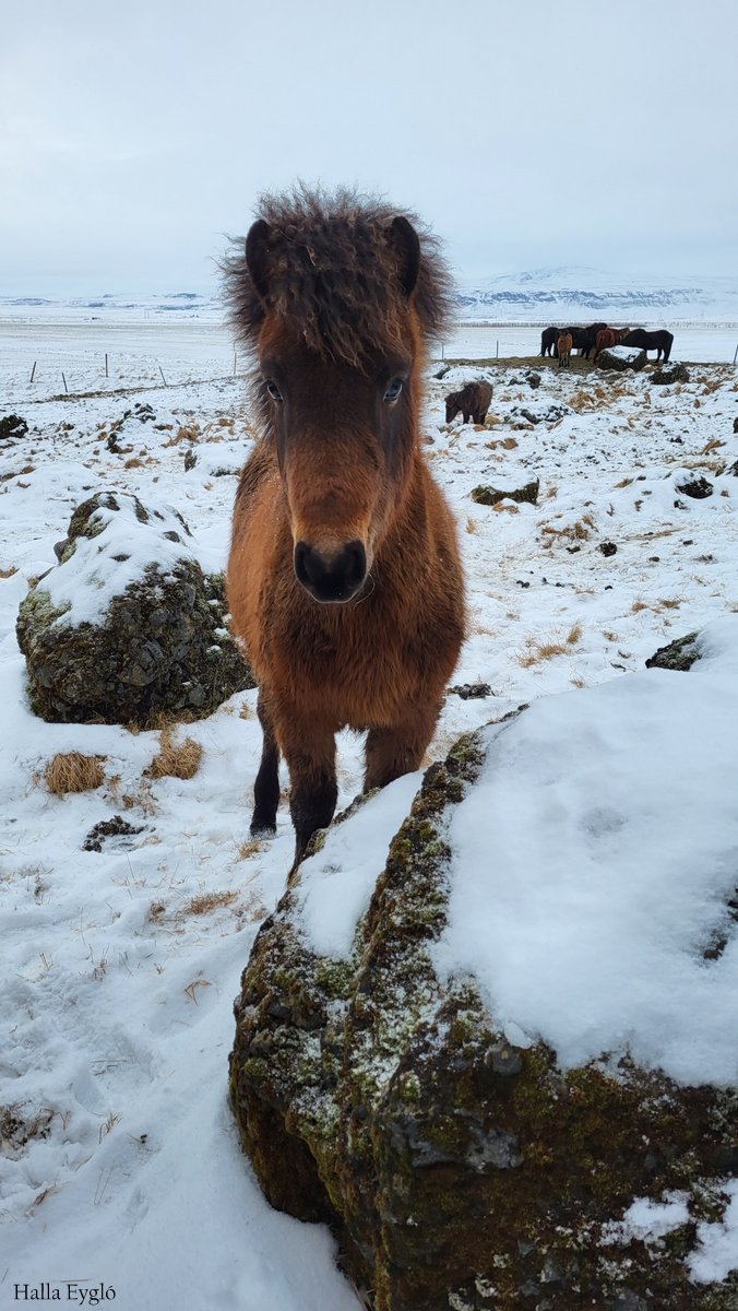 Skýrsluhald - heimarétt WF