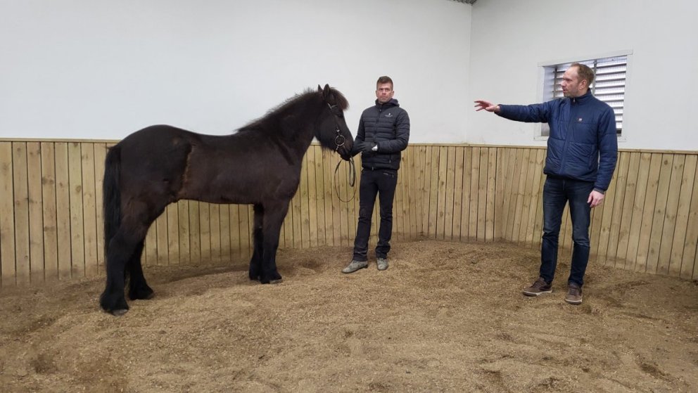 Alþjóðlegu kynbótadómaranámskeiði FEIF lokið