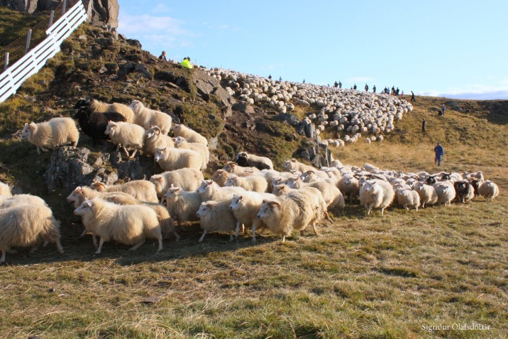 Líflambasala og arfgerðir – er búið að sækja um kaupaleyfi?
