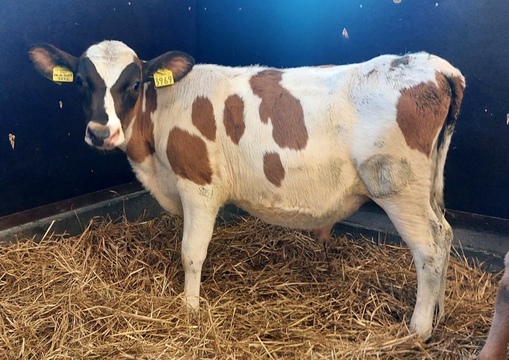 Biggi 24004 frá Flatey á sínum fyrstu dögum á Hesti. Mynd: NBÍ