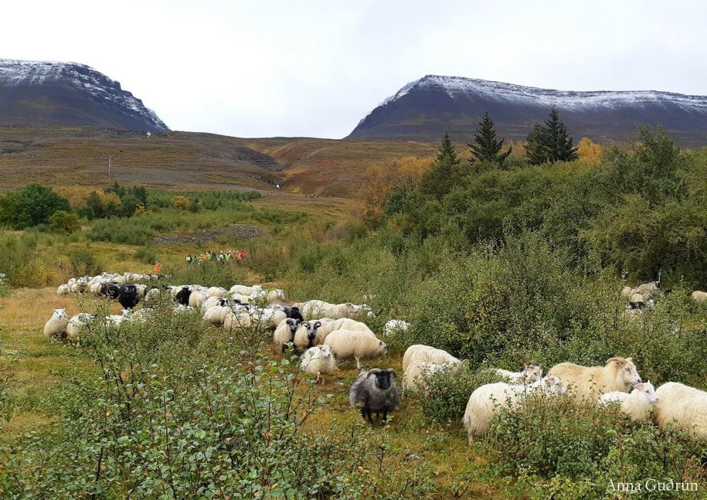 Skil á haustgögnum í Fjárvís