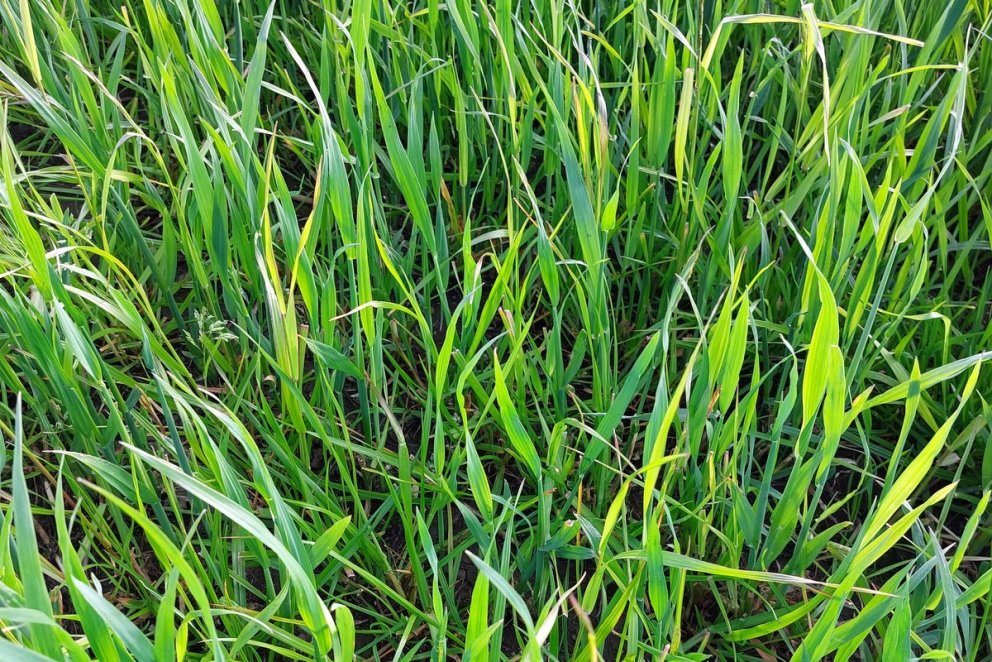 Aðstoð við gerð áburðaráætlana 2025