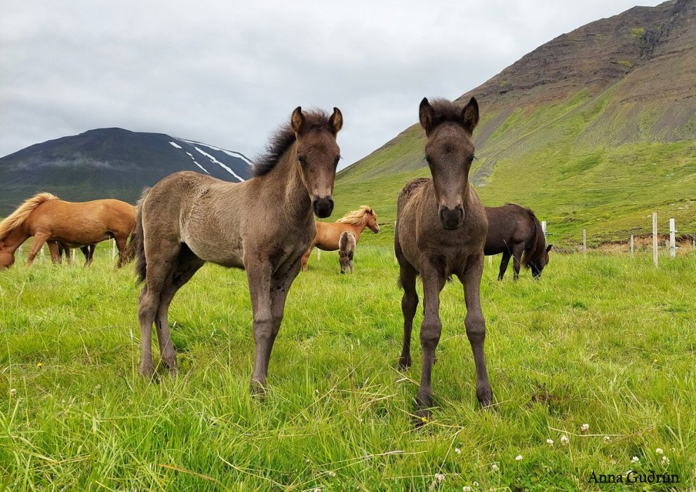 Örmerkingar - munið skil fyrir 1. mars